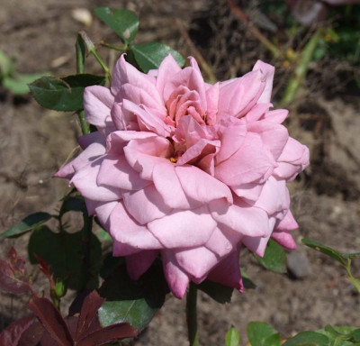 orchid-masterpiece-rose.JPG