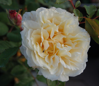 Caramella_0010__15382.jpg
