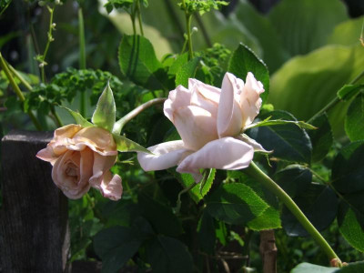 Creme-Caramel-Rose.JPG