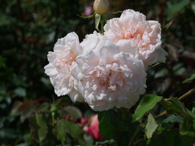 DSCF2677.JPG