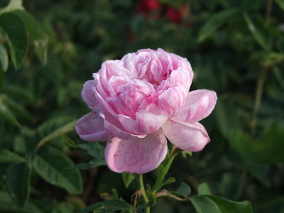 DSCF2527.JPG