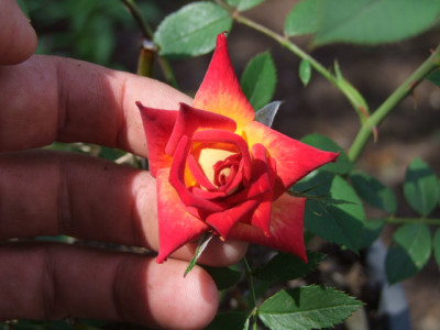 DSCF8481.JPG