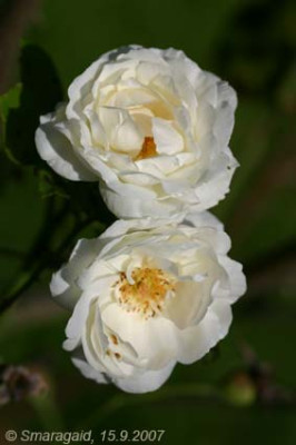 Blanca-2007-09-15_9115.jpg