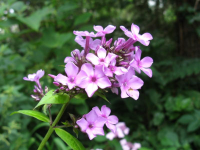 Sternchen rosa.JPG