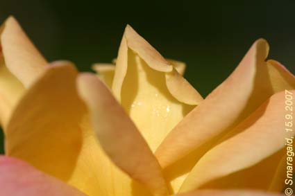 Sutters-Gold-2007-09-15_9122.jpg