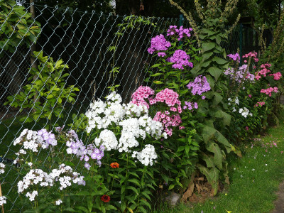 2020-07-27 Phlox 1.jpg