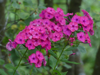 2020-07-27 Phlox 2.jpg