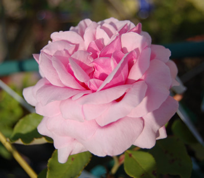 Mme_Dore_0010__15243.jpg