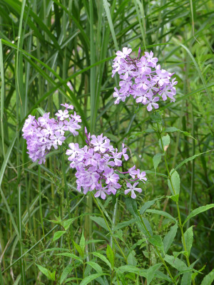 2020-07-27 Phlox 'Alma Jansson' 1.jpg