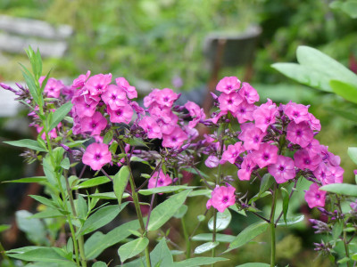 2020-07-27 Phlox 'Cool Cassis' 1.jpg