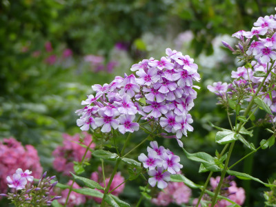 2020-07-27 Phlox 'Wildfang'.jpg