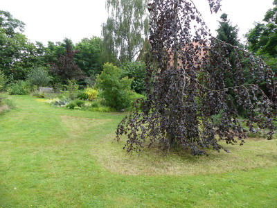 2020-07-27 Garteneinblick 4.jpg