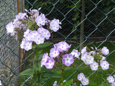 2020-07-27 Phlox 3.jpg