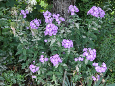 2020-07-27 Phlox 'Laura'.jpg