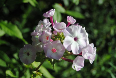 DSC_0604.JPG