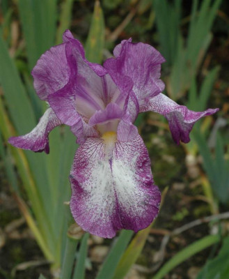 A5377a_Large.JPG