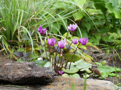 2020-07-27 Cyclamen purpurascens.jpg