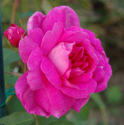 Cornet_0010__R_15327.jpg