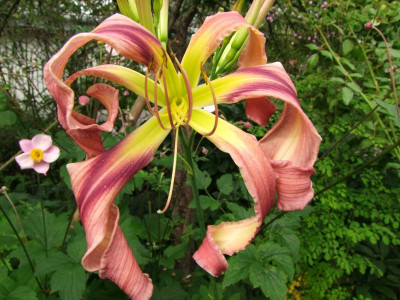 2020_0428EndeJuliHems0005.JPG