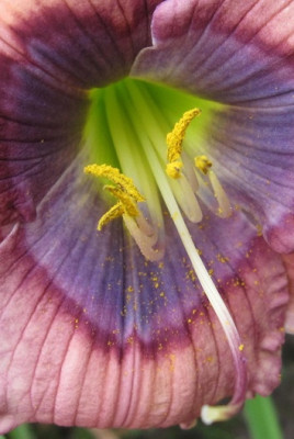 Blue Flirt_52241.jpg