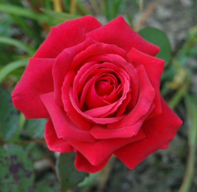 Duftwolke_0010__HG_15255.jpg
