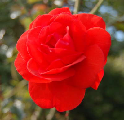 Kordes_Brillant_0010__S2_15364.jpg