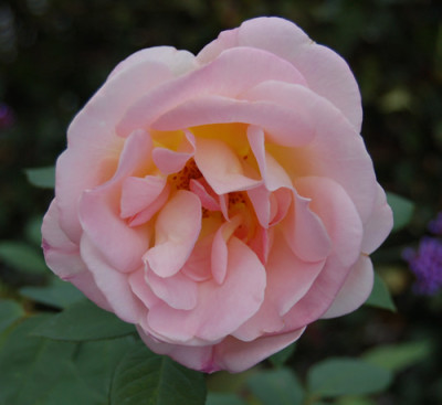 Dr._Eckener_0010__K_15183.jpg