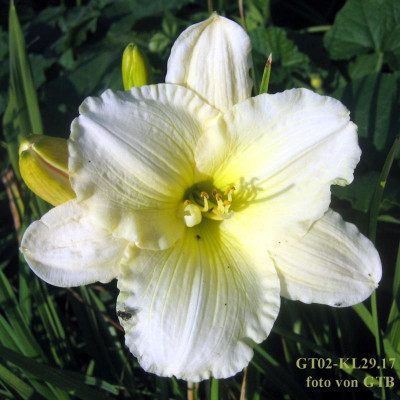 GT02-KL29.17 Fairy Tale Pink X GT00-KR13.9 (Tobb. x Welfo Wh. D.)_7492.JPG