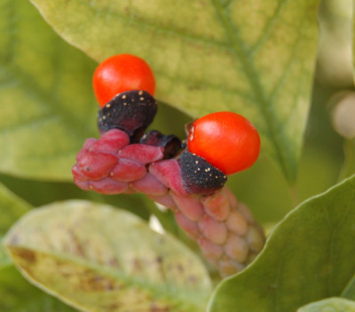 Monster_im_Garten__0010__M_15259.jpg