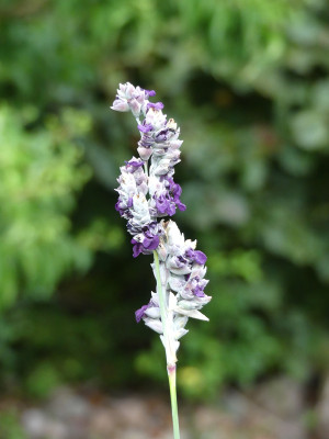 2020-07-27 Thalia dealbata 1.jpg