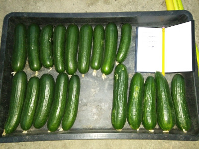 Gurken Fruechte 200727.jpg