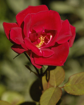 rote_Omarose.jpg