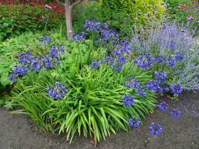 Agapanthus Juli 2020.JPG