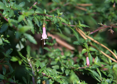 FuchsiaIMG_0861jpg.jpg