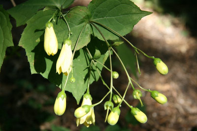 Kirengeshoma_palmataIMG_0858jpg.jpg