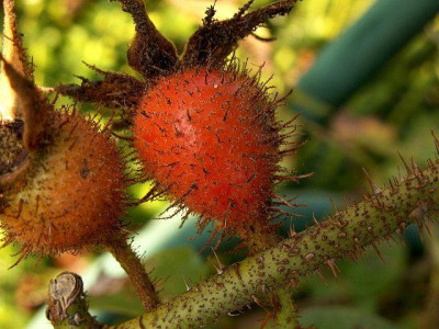pur-Hagebutte_der_Rosa_centifolia_Muscosa_rubra2.jpg