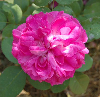 Rosabella_0010__K_15270.jpg