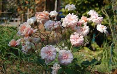 Perle_dOr_0010__H_15260.jpg
