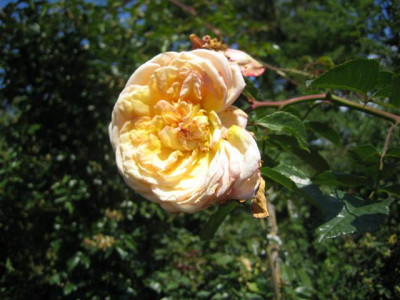 IMG_2186_Small.JPG