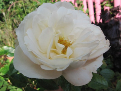 unbekannte_cremefarbene_Rose.jpg