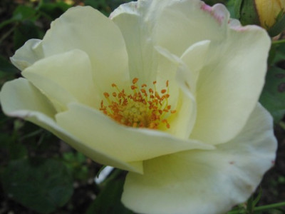 Autumn_Delight_22.jpg