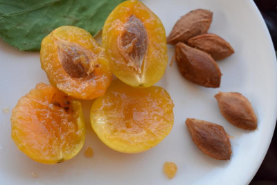 gelbe pflaume TÜ 002.JPG