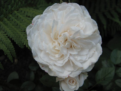 Queen-Guinevere-Sep07.jpg