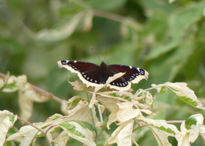 2020-07-30 Schmetterlinge Trauermantel 1.jpg