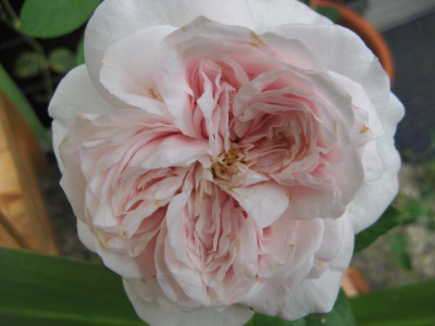 Claire-Rose-Sep-07.jpg