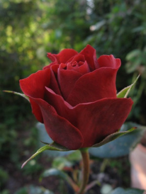 Knospe_Brown_Velvet.jpg