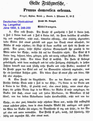 Gelbe Frühzwetsche_Deutsches Obstcabinet, Jena 1860, S 248-250.jpg