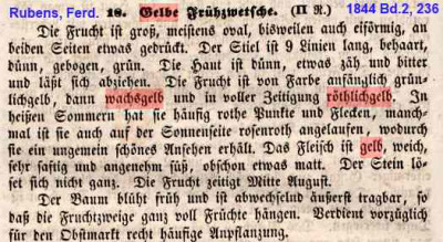 Gelbe Frühzwetsche_Ferdinand Rubens, Anleitung 1844, Bd-2 S-236.jpg