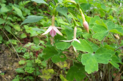 000_0508_Fuchsie_Whiteknights_Pearl_05.jpg