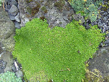 Minuartia_parnassica_fars_2007.jpg